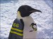 Pitsburgh Penguin